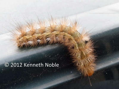 buff ermine (Spilosoma luteum) larva - Kenneth Noble